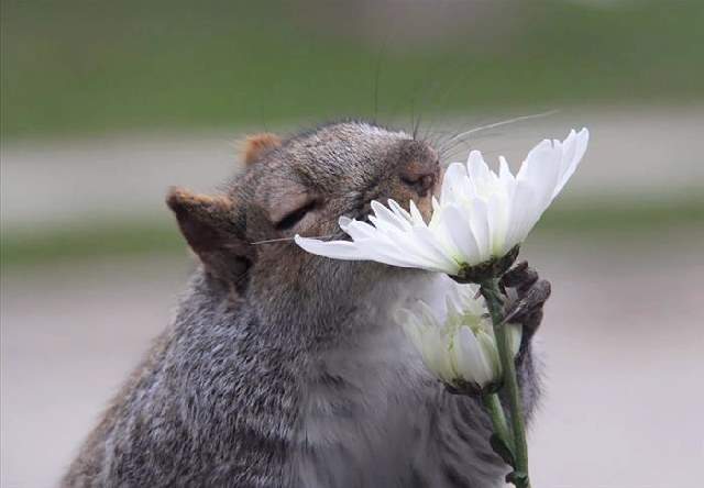 Shangrala's Sweet Animals With Flowers