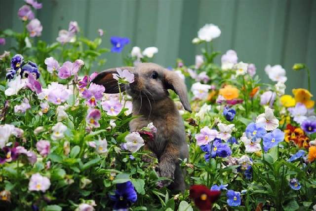 Shangrala's Sweet Animals With Flowers