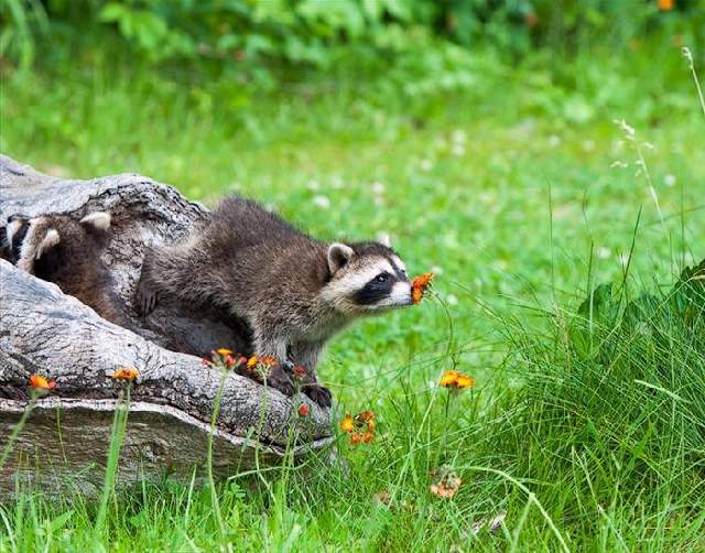 Shangrala's Sweet Animals With Flowers