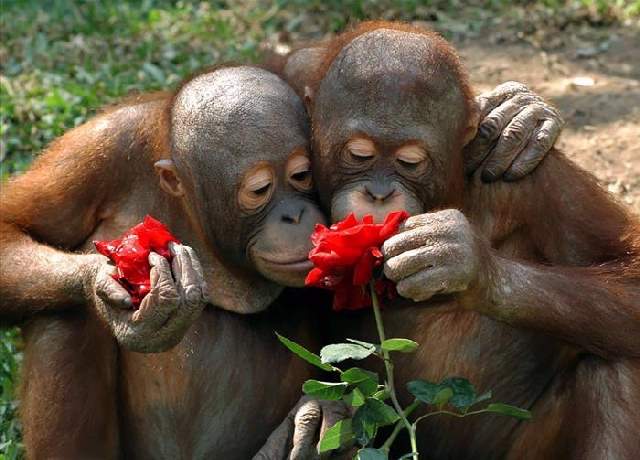 Shangrala's Sweet Animals With Flowers