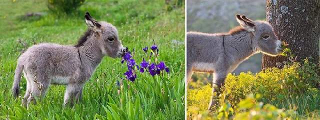 Shangrala's Sweet Animals With Flowers