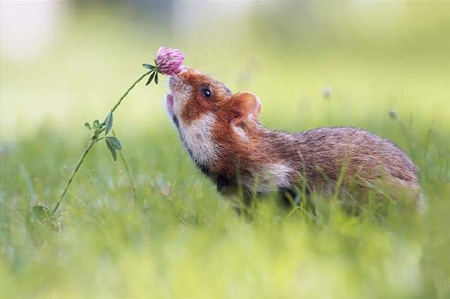 Shangrala's Sweet Animals With Flowers