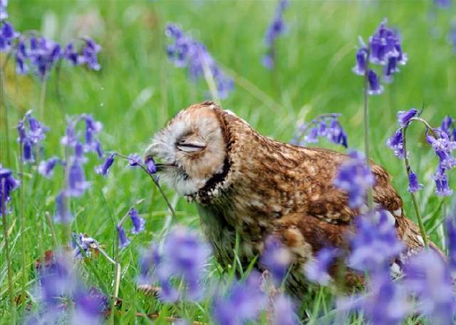 Shangrala's Sweet Animals With Flowers