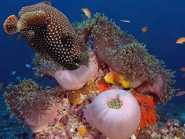 Shangrala's Underwater Life of Eilat