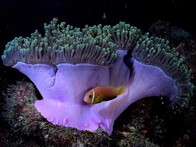 Shangrala's Underwater Life of Eilat