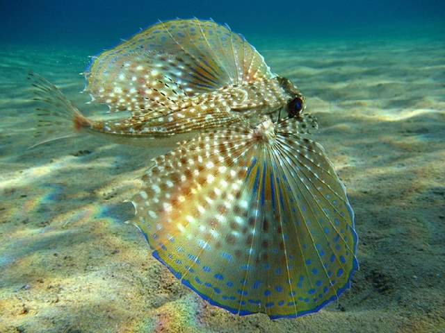 Shangrala's Underwater Life of Eilat