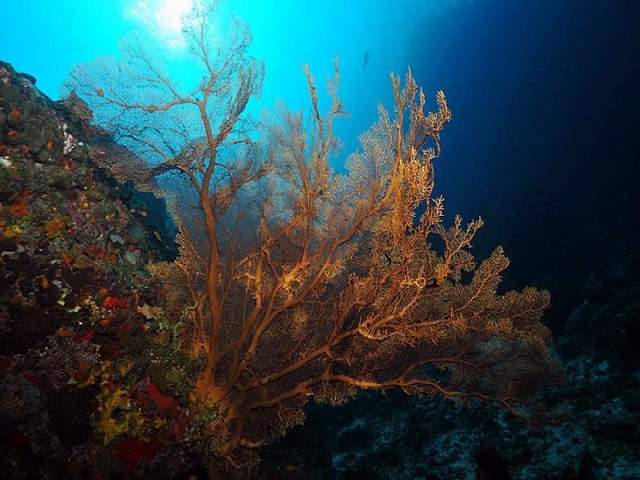 Shangrala's Underwater Life of Eilat