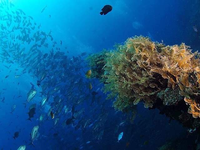 Shangrala's Underwater Life of Eilat 2