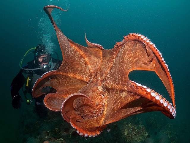 Shangrala's Underwater Life of Eilat 2