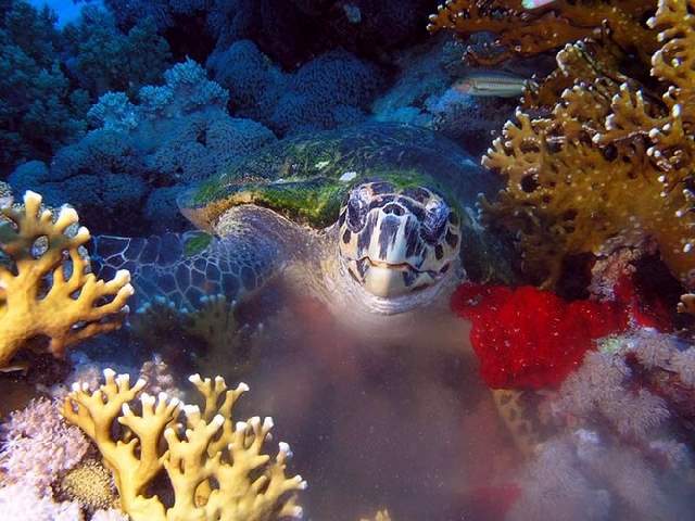 Shangrala's Underwater Life of Eilat