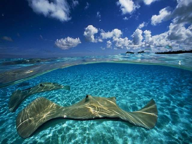 Shangrala's Underwater Life of Eilat