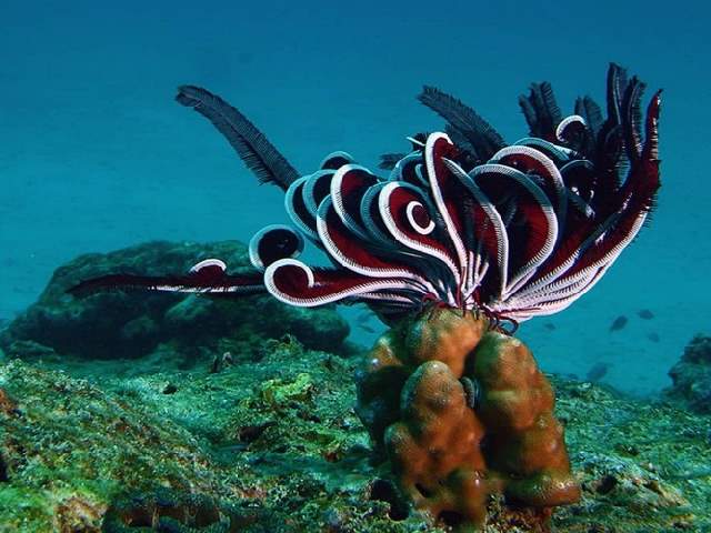 Shangrala's Underwater Life of Eilat