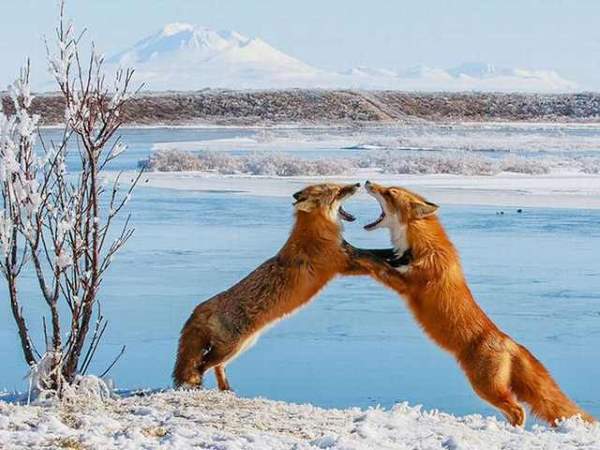 Shangrala's Incredible Wildlife Photos