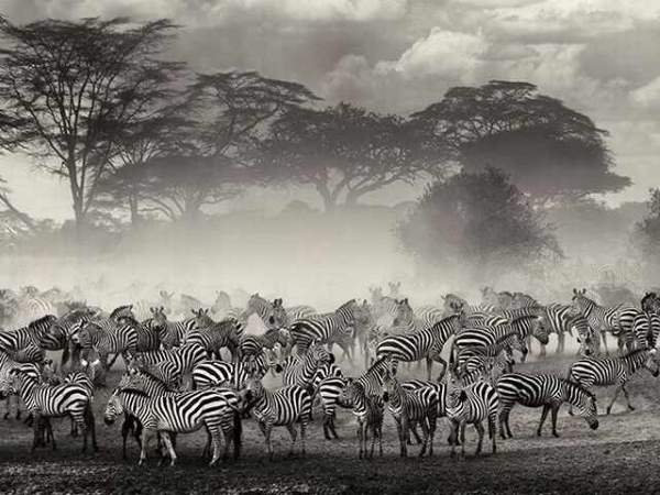 Shangrala's Incredible Wildlife Photos 2