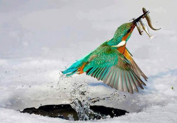 Shangrala's Incredible Wildlife Photos 2