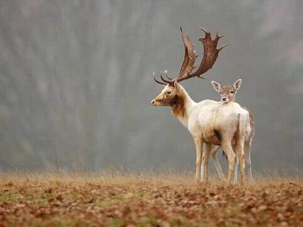 Shangrala's Incredible Wildlife Photos