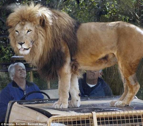 Shangrala's Werribee Open Range Zoo