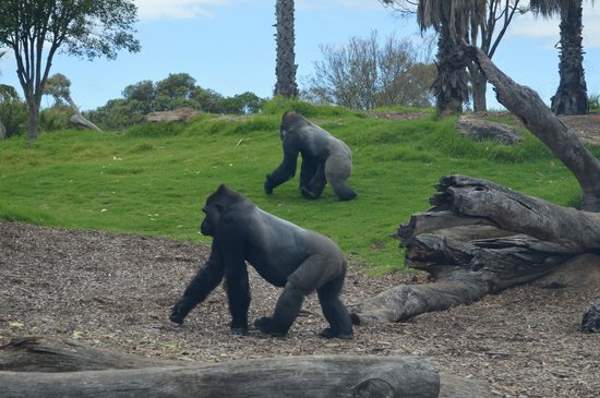 Shangrala's Werribee Open Range Zoo