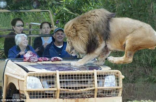 Shangrala's Werribee Open Range Zoo