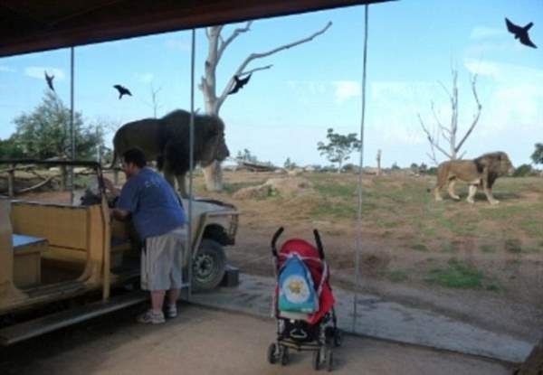 Shangrala's Werribee Open Range Zoo