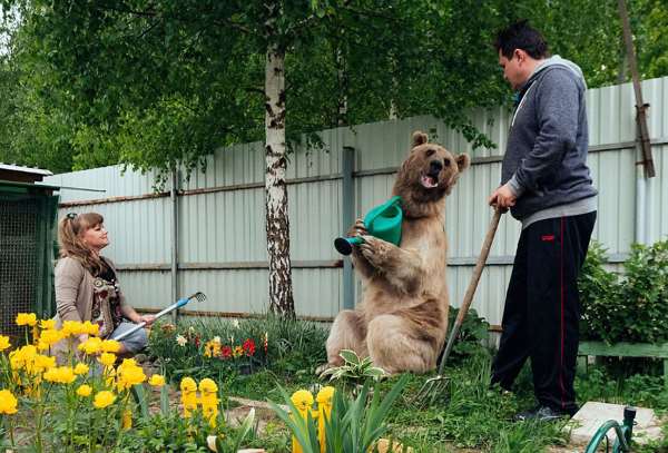 Shangrala's Stepan The Bear