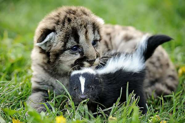 Shangrala's Animal Friends 6