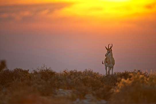 Shangrala's Beautiful Africa