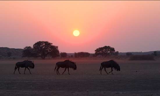 Shangrala's Beautiful Africa