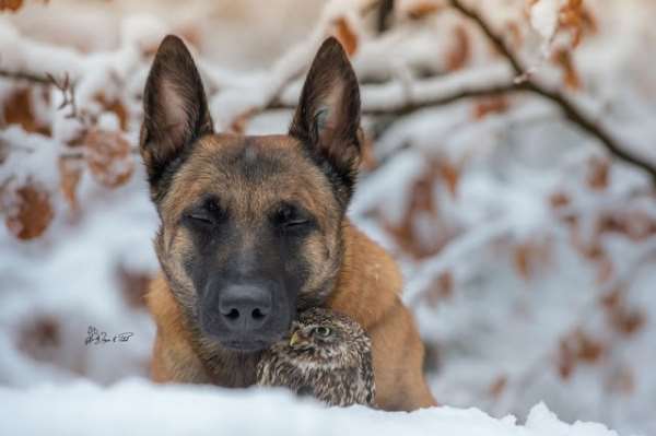 Shangrala's Animal Friends 7