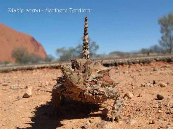 Shangrala's Beautiful Australia 2