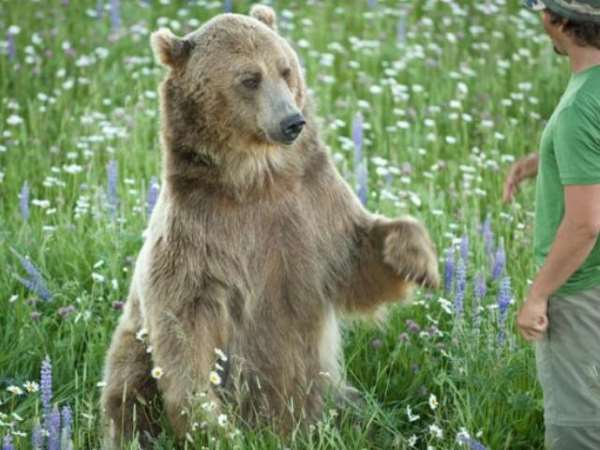 Shangrala's Brutus The Bear