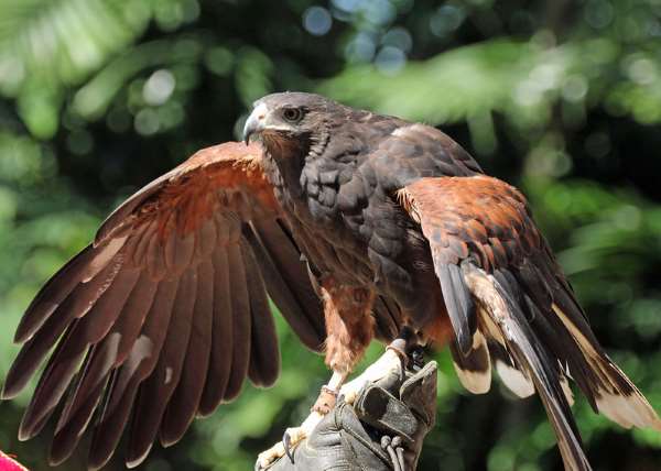 Shangrala's Singapore Bird Park