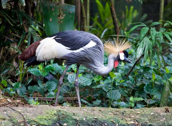 Shangrala's Singapore Bird Park