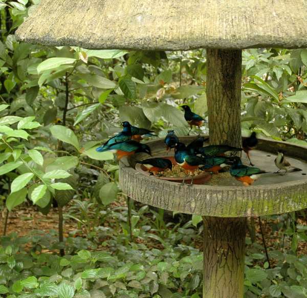 Shangrala's Singapore Bird Park