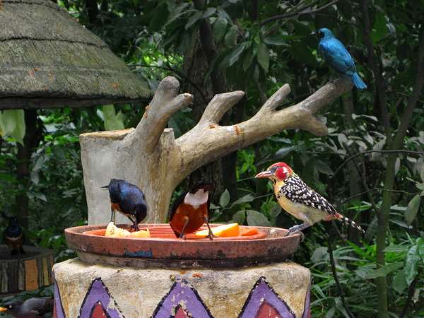 Shangrala's Singapore Bird Park