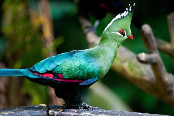 Shangrala's Singapore Bird Park