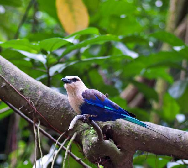 Shangrala's Singapore Bird Park