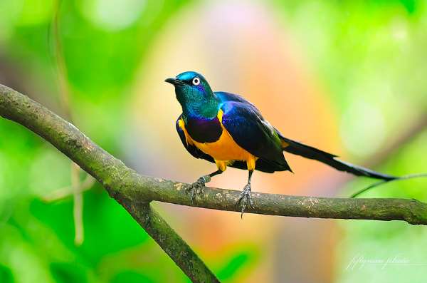 Shangrala's Singapore Bird Park