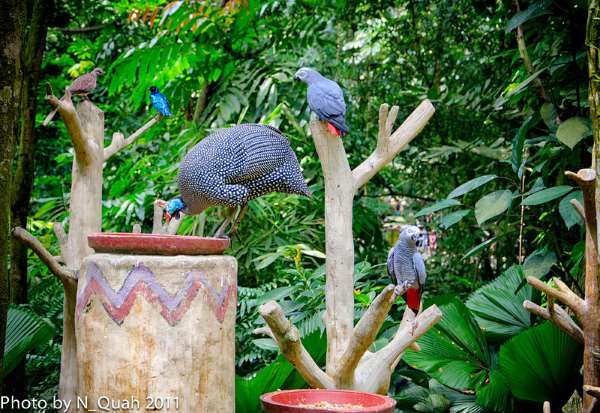 Shangrala's Singapore Bird Park