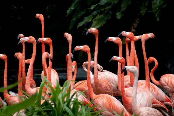 Shangrala's Singapore Bird Park