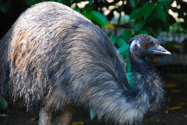 Shangrala's Singapore Bird Park