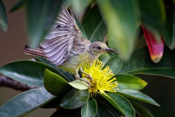 Shangrala's Singapore Bird Park