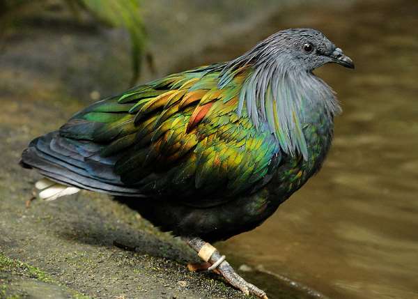 Shangrala's Singapore Bird Park