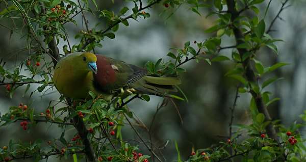 Shangrala's Singapore Bird Park