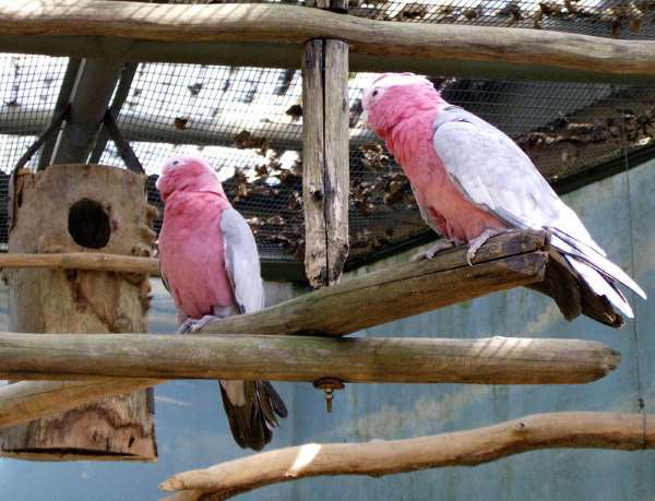 Shangrala's Singapore Bird Park