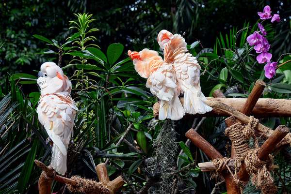 Shangrala's Singapore Bird Park