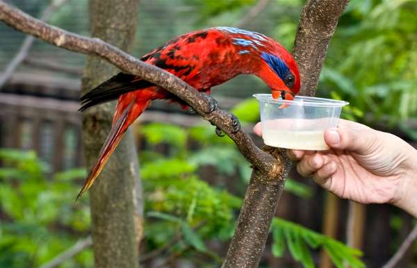 Shangrala's Singapore Bird Park