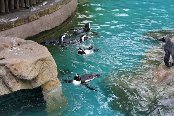 Shangrala's Singapore Bird Park