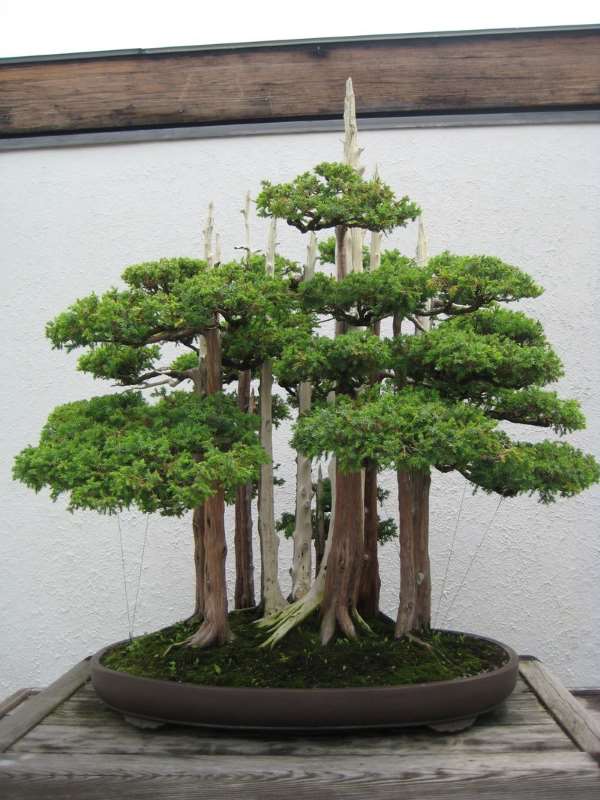 Shangrala's Amazing Bonsai Forests