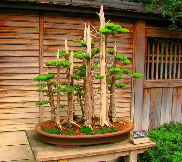 Shangrala's Amazing Bonsai Forests